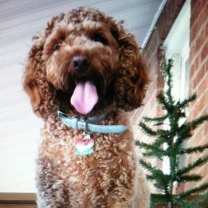 Meet your Posher, Julie